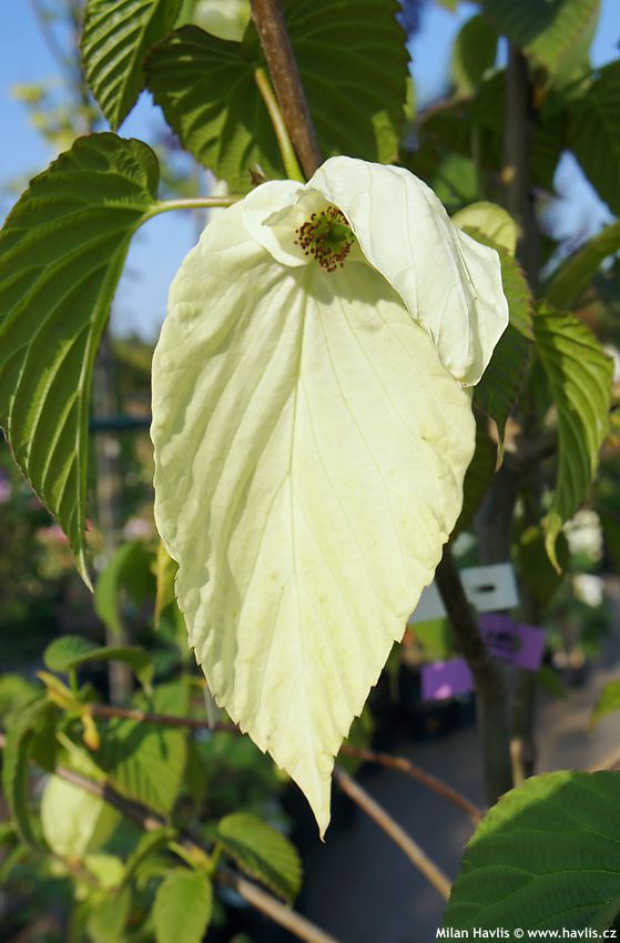 davidia involucrata Sonoma