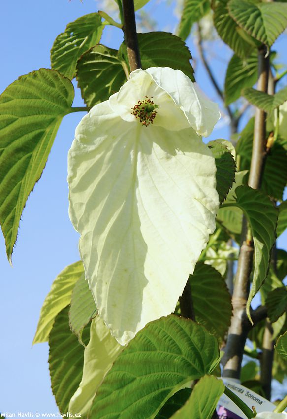 davidia involucrata Sonoma