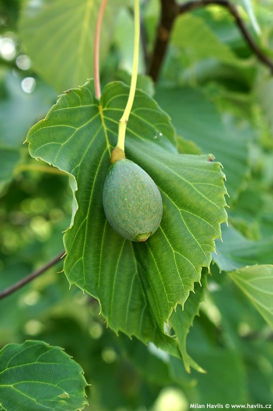 davidia involucrata Sonoma