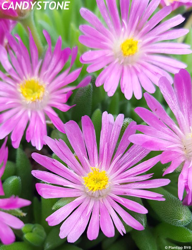delosperma Jewel of Desert Candystone