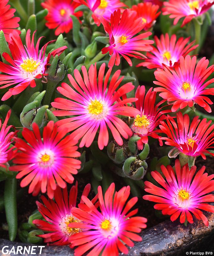 delosperma Jewel of Desert Garnet
