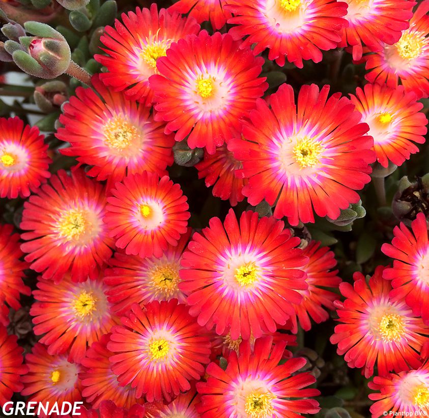 delosperma Jewel of Desert Grenade