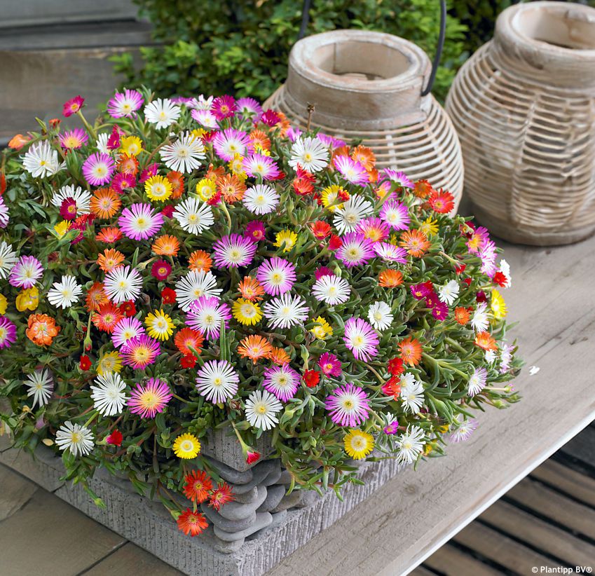 delosperma Jewel of Desert