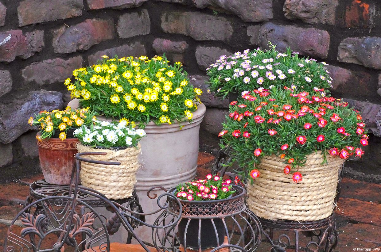 delosperma Jewel of Desert