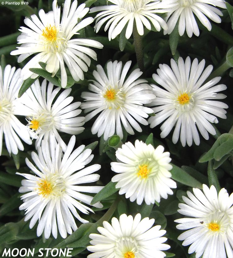 delosperma Jewel of Desert Moonstone