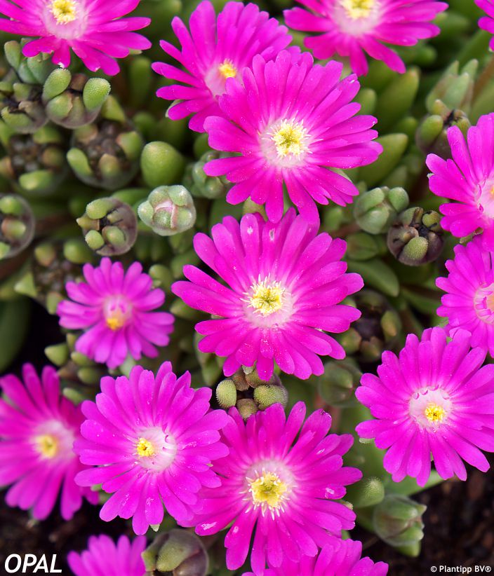 delosperma Jewel of Desert Opal