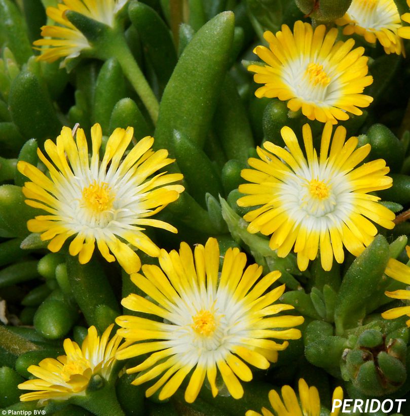 delosperma Jewel of Desert Peridot
