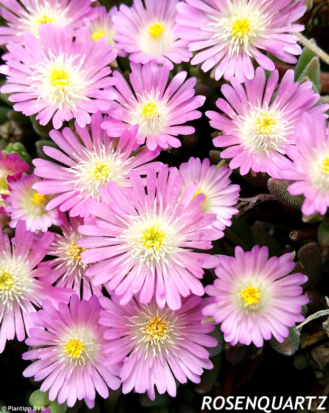 delosperma Jewel of Desert Rosenquarz