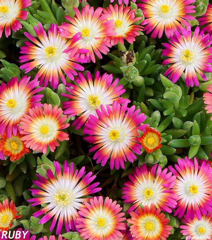 delosperma Jewel of Desert Ruby