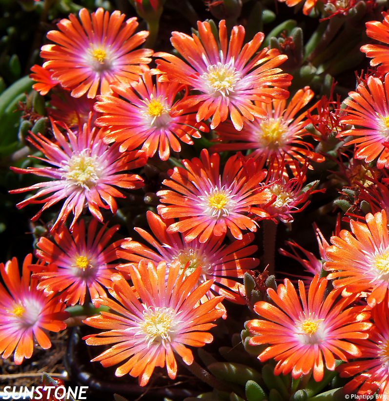 delosperma Jewel of Desert Sunstone