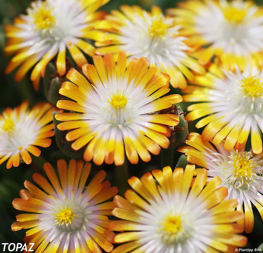 delosperma Jewel of Desert Topaz