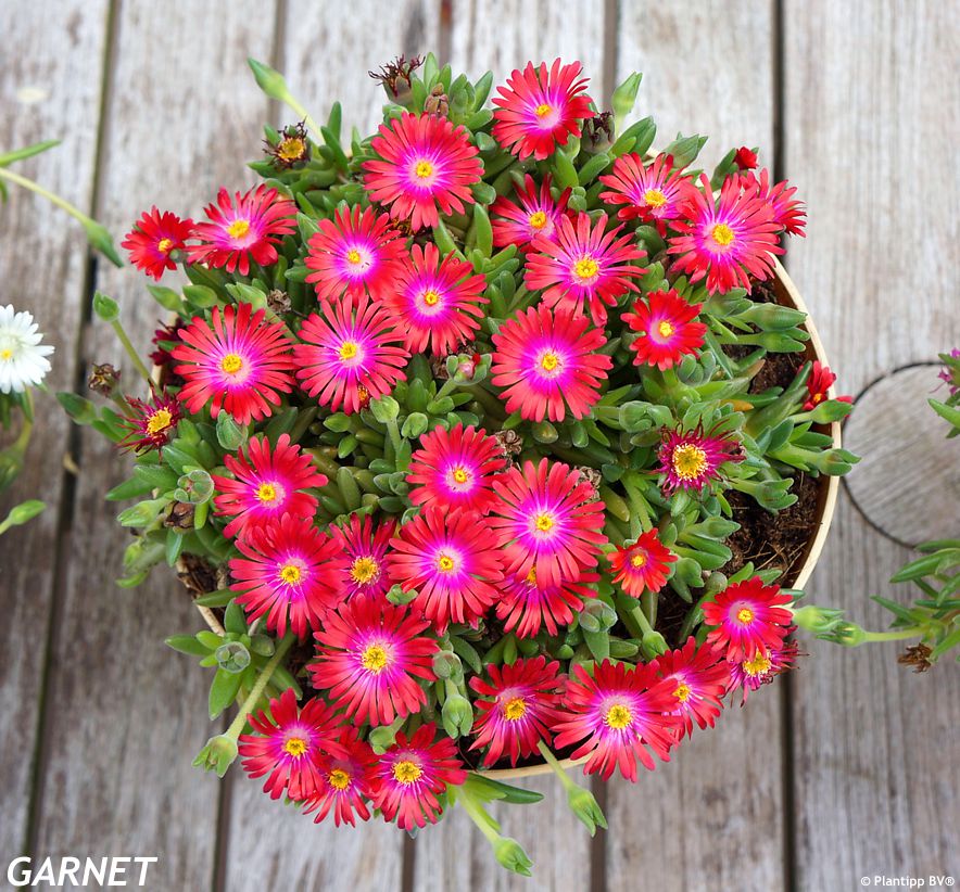 delosperma Jewel of Desert - Garnet