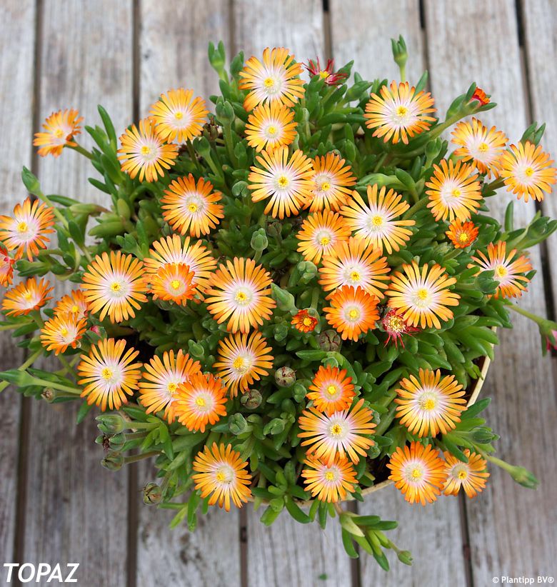 delosperma Jewel of Desert - Topaz