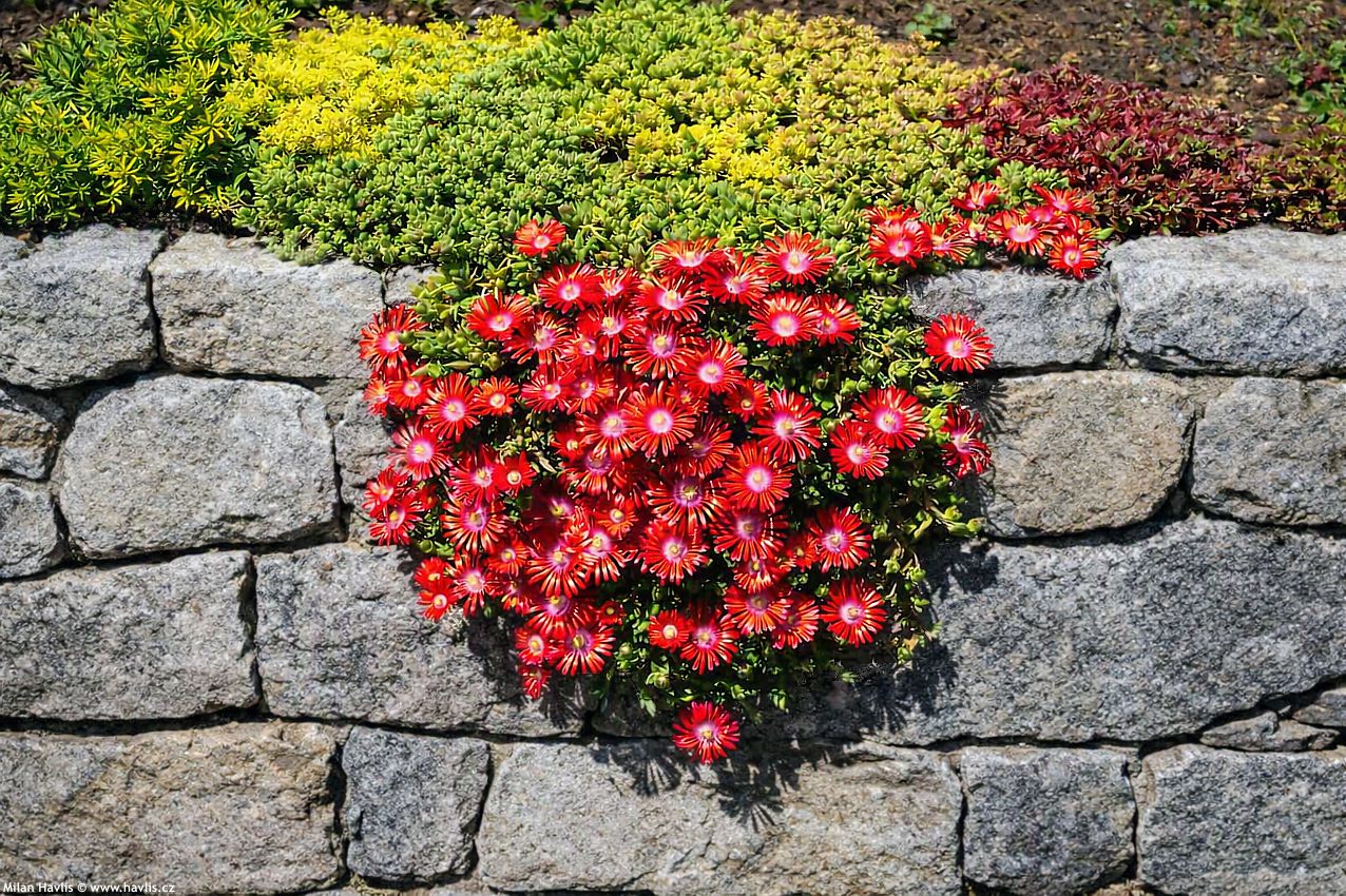 delosperma Sundella Red 2022 (1) edit.jpg