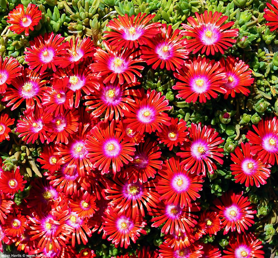 delosperma Sundella Red 2022 (3).jpg