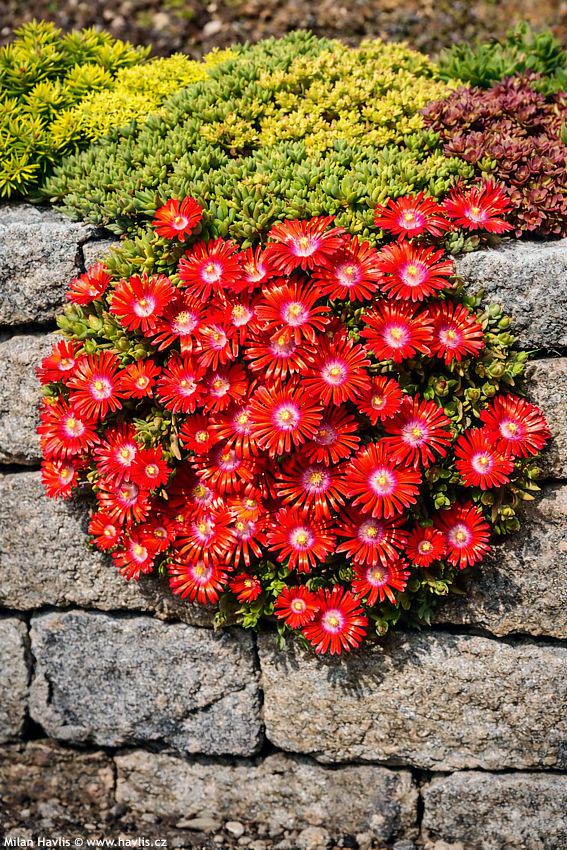 delosperma Sundella Red 2022 (3) edit.jpg