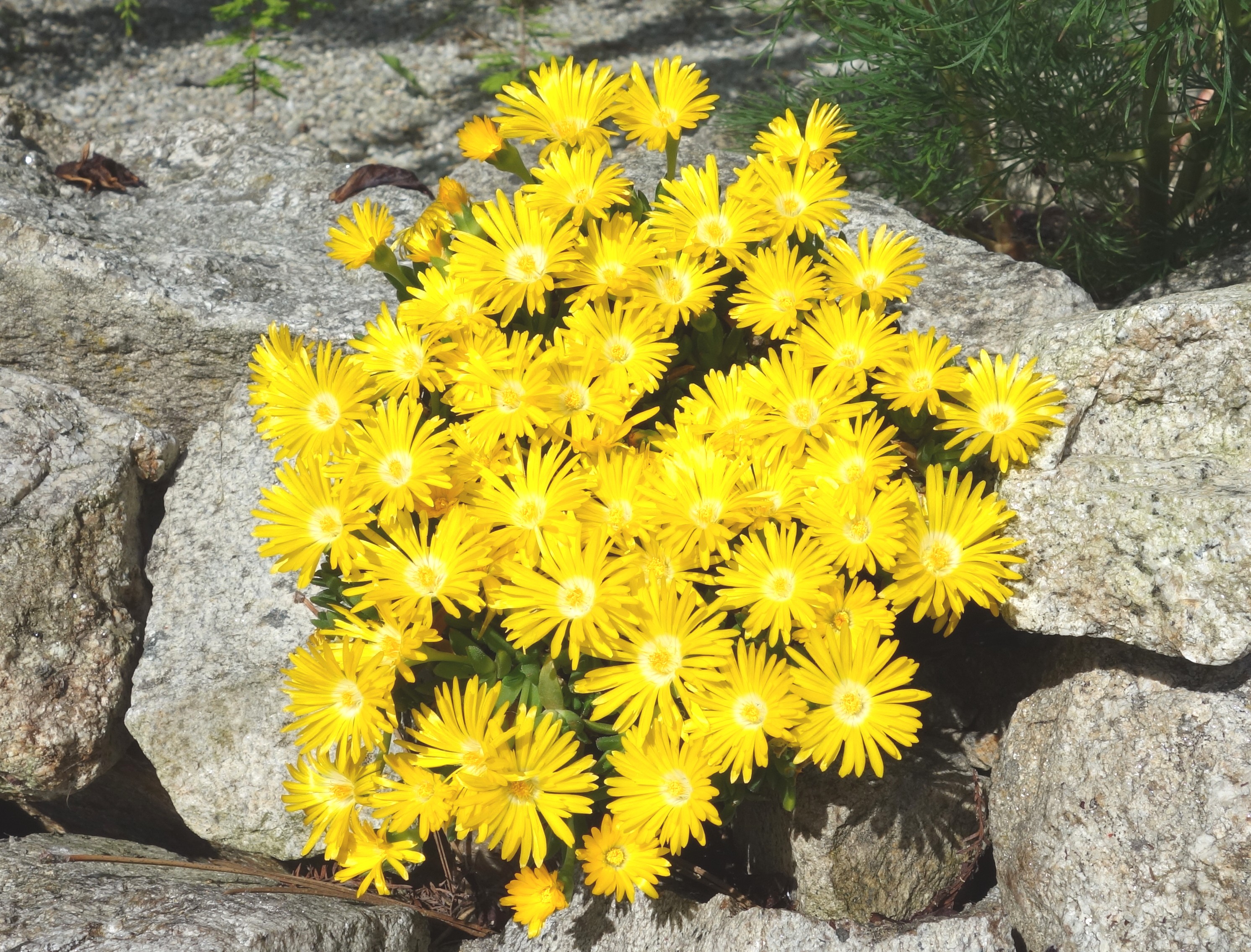 delosperma congestum Gold Nugget