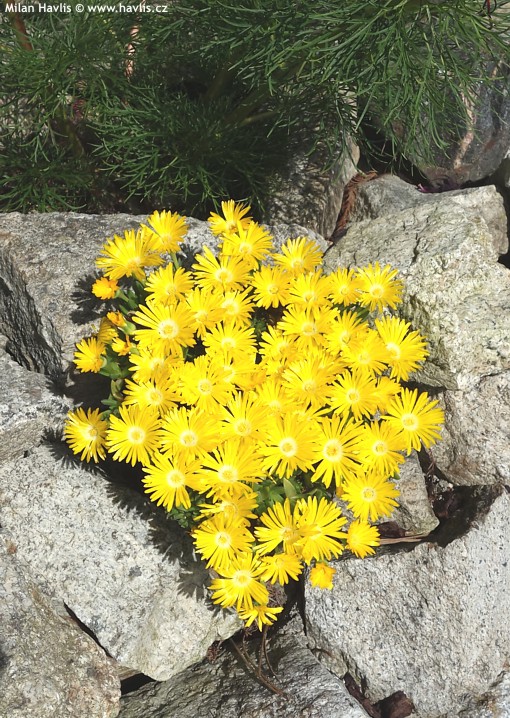 delosperma congestum Gold Nugget