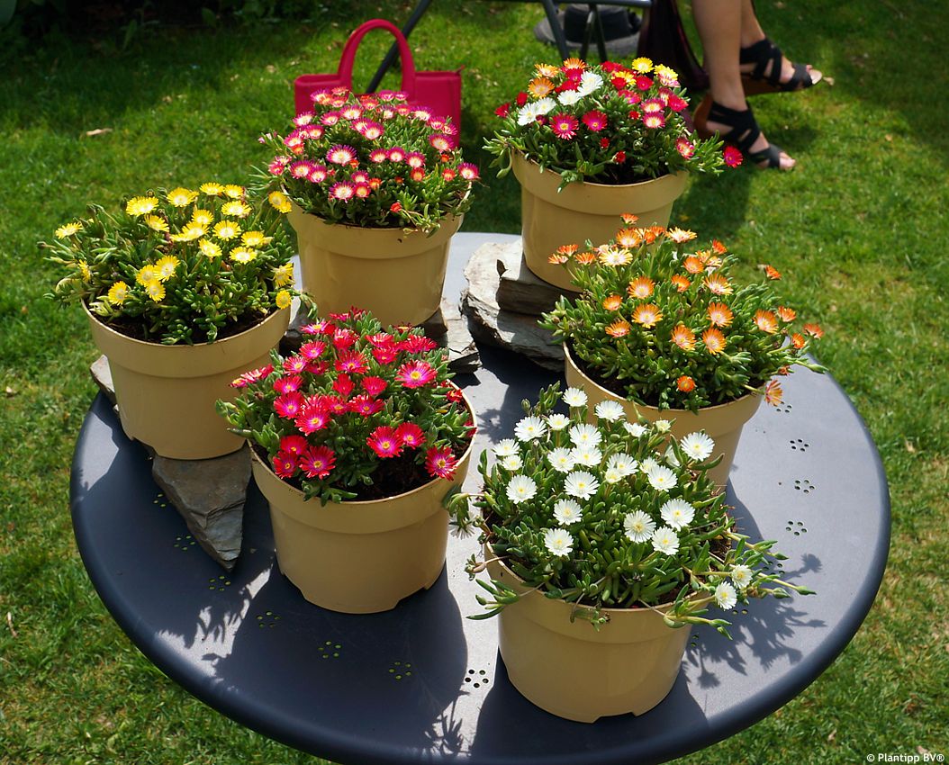 delosperma cooperi Jewel of Desert