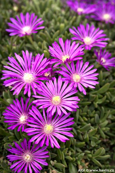 Delosperma cooperi 'John Proffitt' TABLE MOUNTAIN