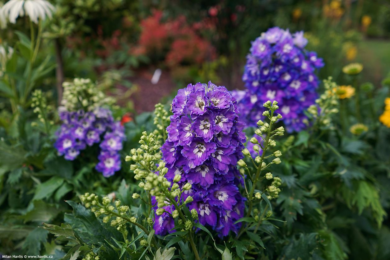 delphinium Delgenius Glitzy