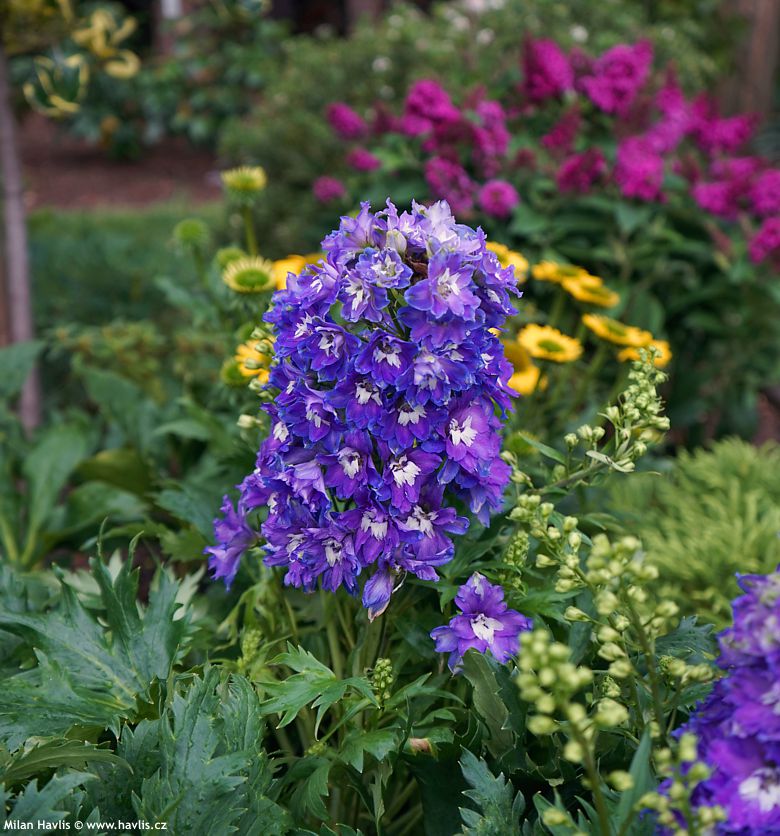 delphinium Delgenius Glitzy