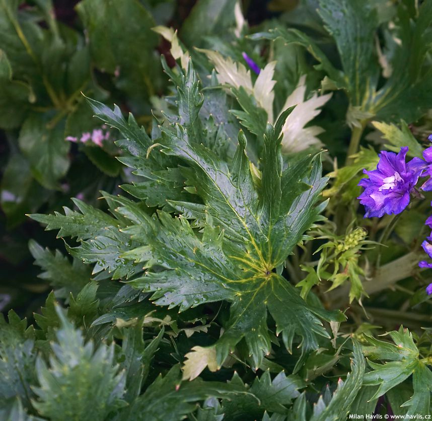 delphinium Delgenius Glitzy