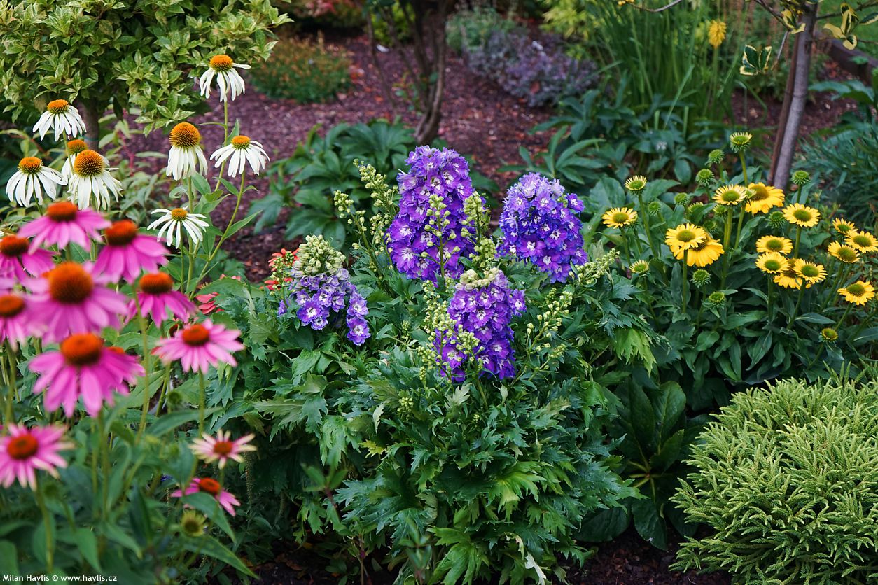 delphinium Delgenius Glitzy