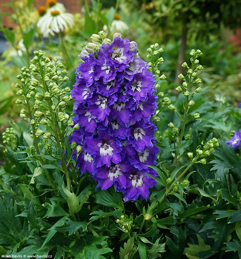 delphinium Delgenius Glitzy