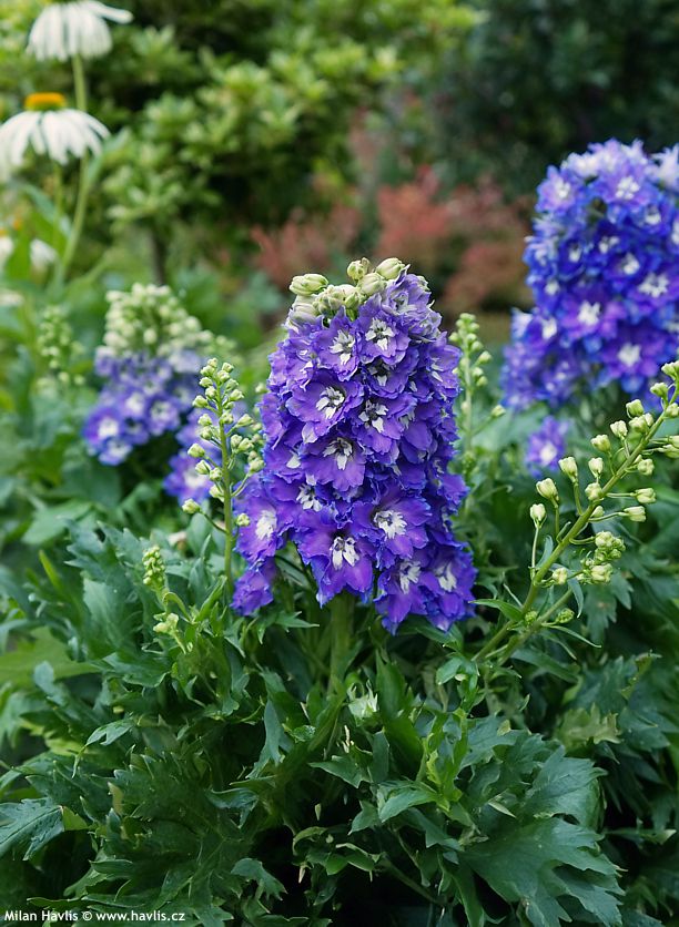 delphinium Delgenius Glitzy