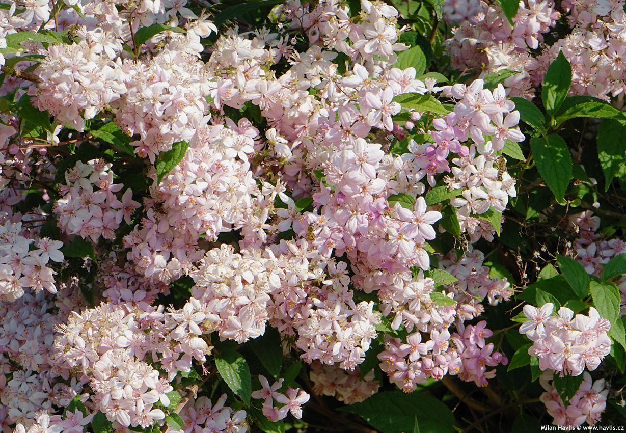 deutzia Mont Rose