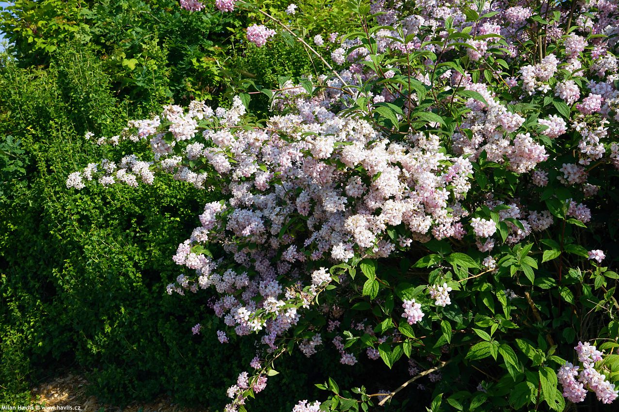 deutzia Mont Rose