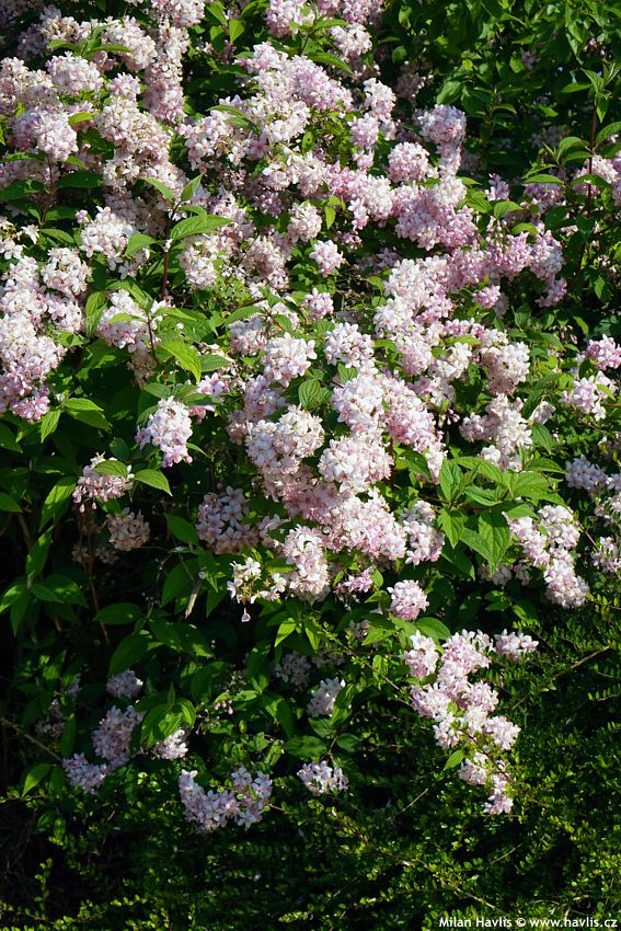 deutzia Mont Rose