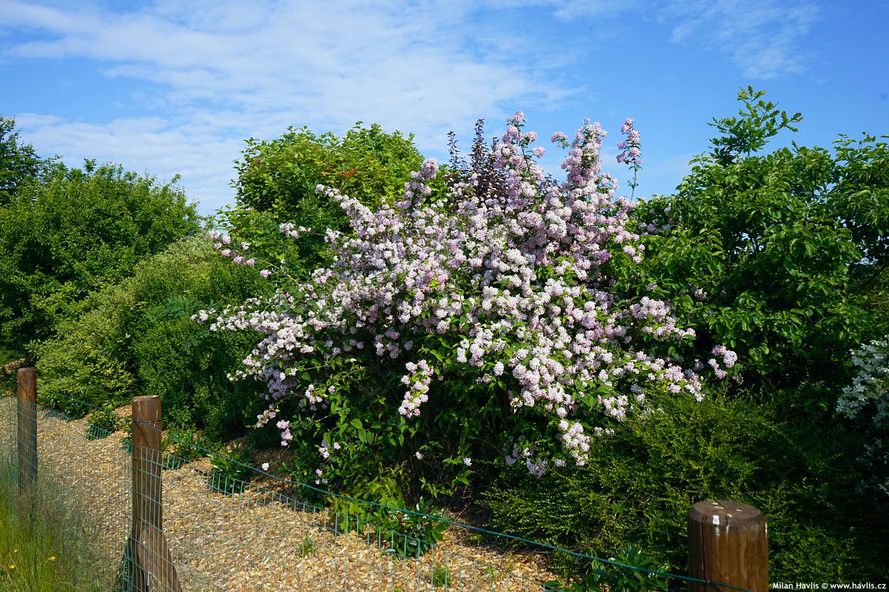 deutzia Mont Rose