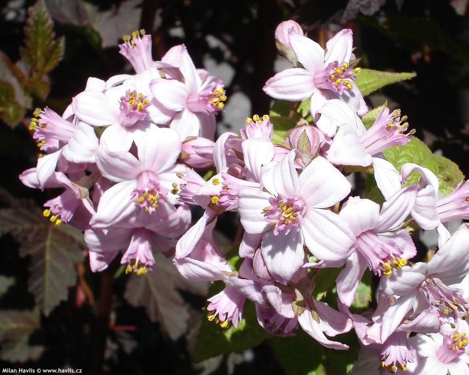 deutzia x Mont Rose