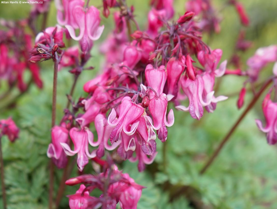 dicentra Pink Diamonds