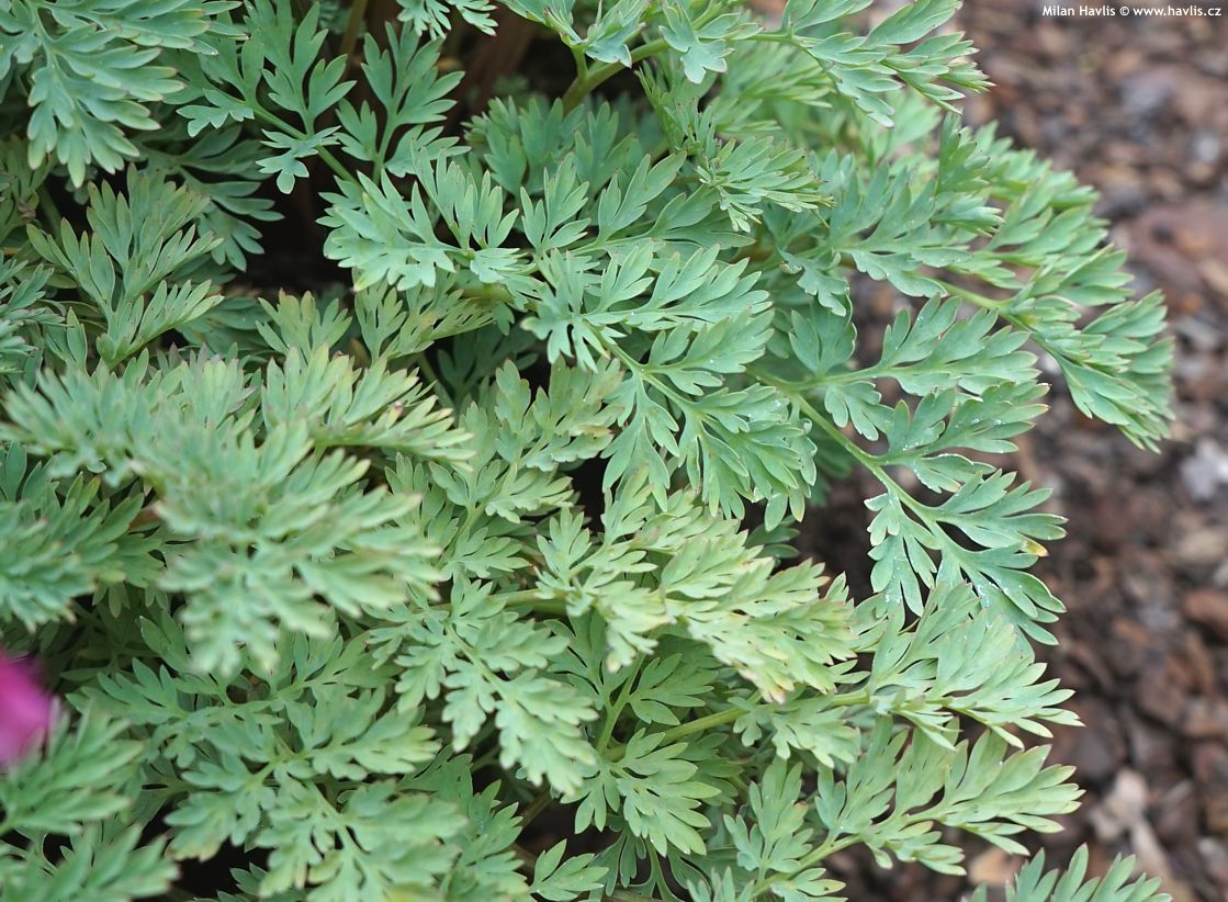 dicentra Pink Diamonds