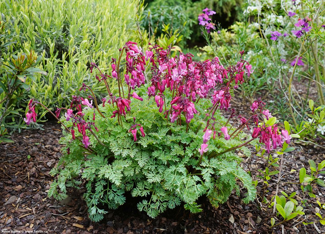 dicentra Pink Diamonds