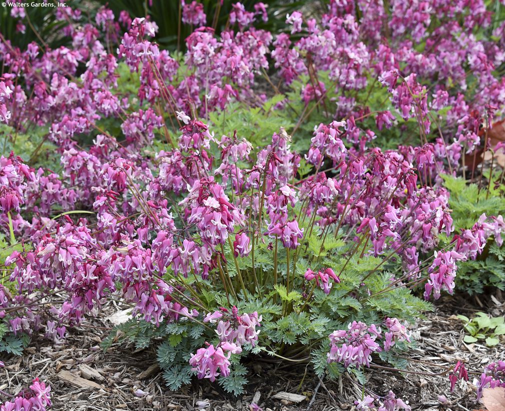 dicentra Pink Diamonds