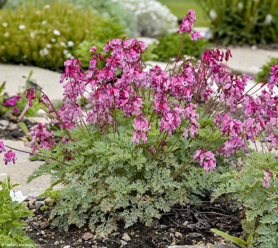 dicentra Pink Diamonds