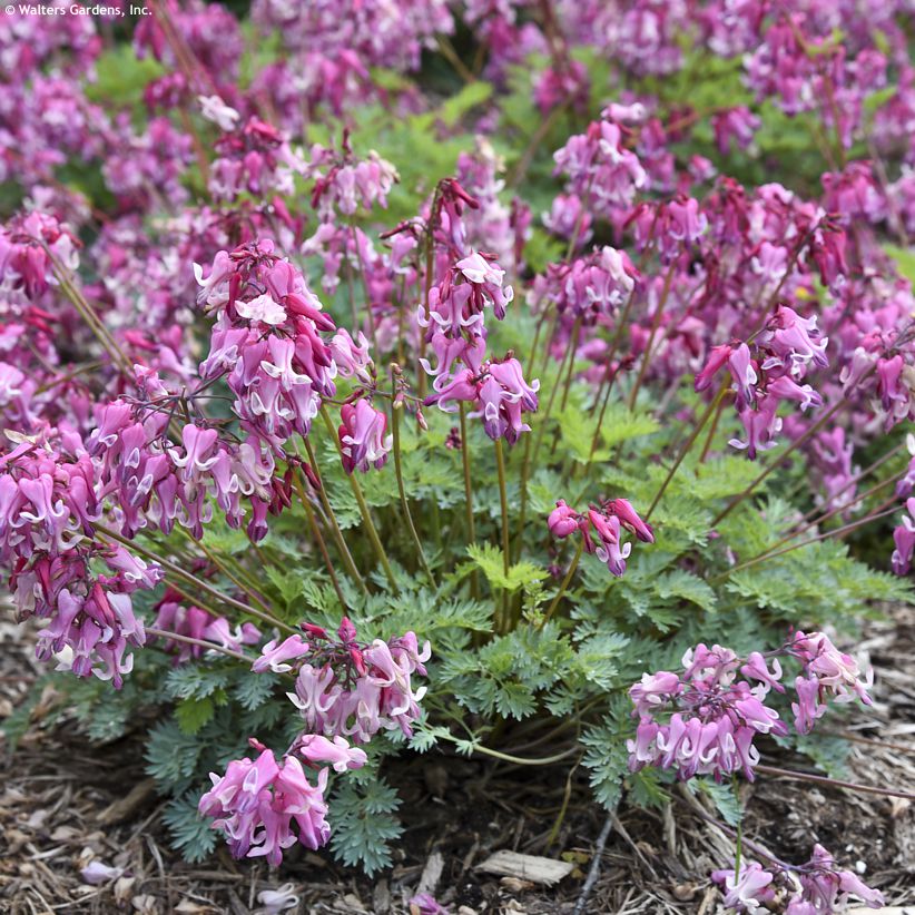dicentra Pink Diamonds