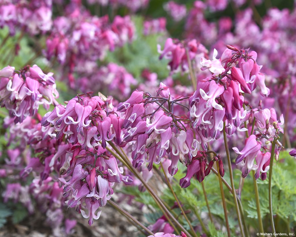 dicentra Pink Diamonds