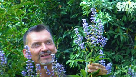 🪻Drmek - fialový keř léta🪻