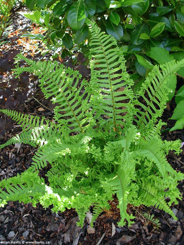 dryopteris affinis Cristata The King
