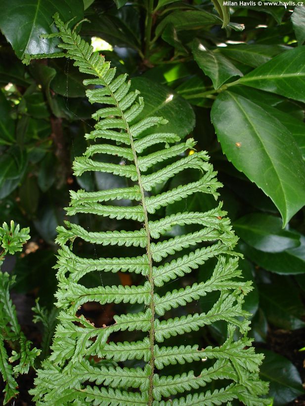 dryopteris affinis Cristata The King