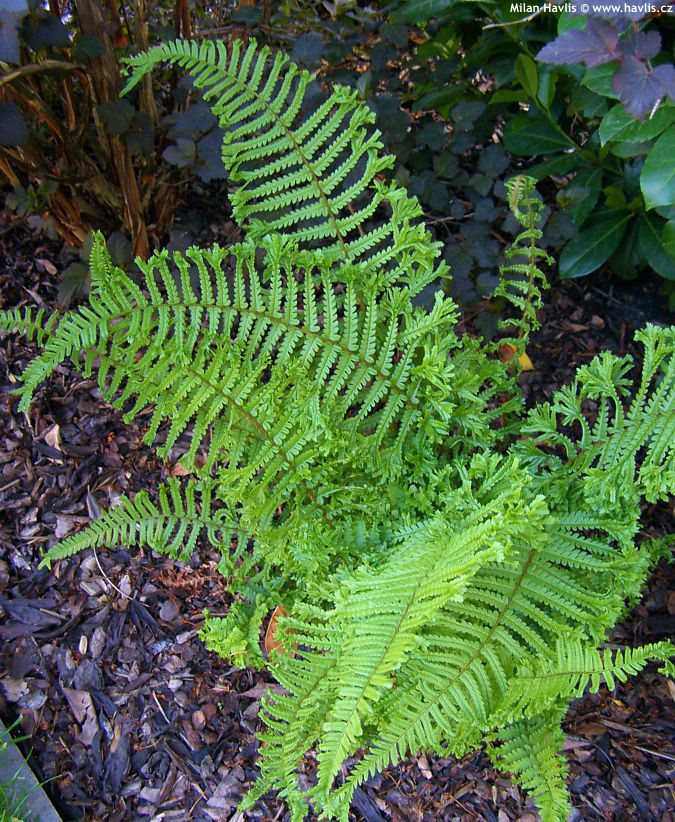 dryopteris affinis Cristata The King