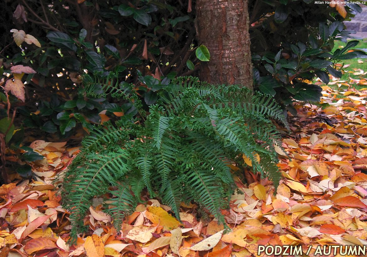 dryopteris affinis Cristata the King
