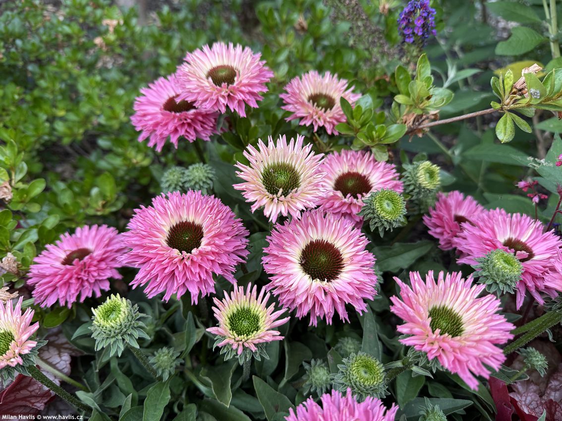 echinacea Bolero Pink 2026 (10).jpg