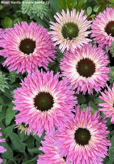Echinacea 'ECHBP906' BOLERO PINK
