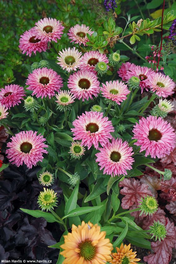 echinacea Bolero Pink 2026 (5).jpg